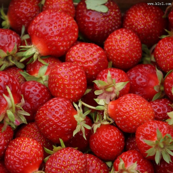 美味可口的红色草莓图片