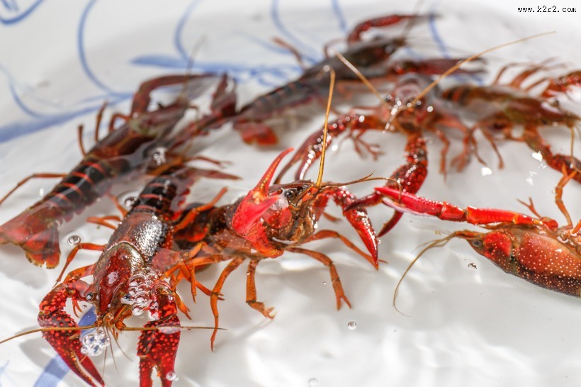红色的小龙虾图片大全