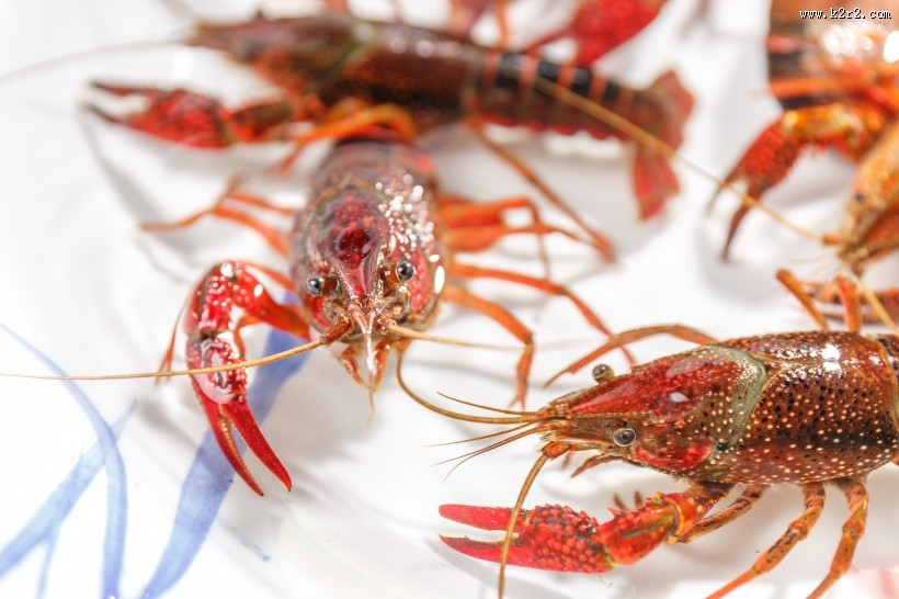 红色的小龙虾图片大全