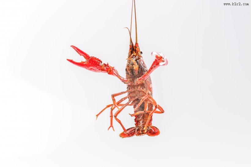 红色的小龙虾图片大全