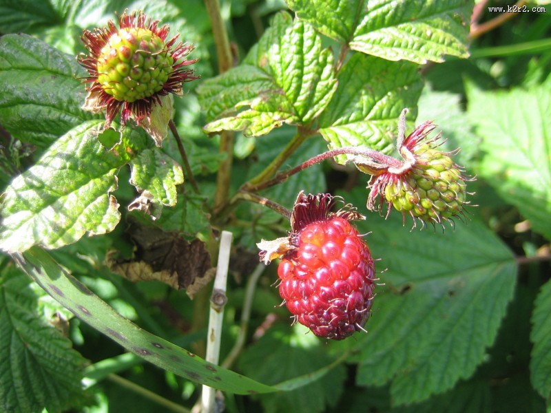 挂在枝头的树莓图片