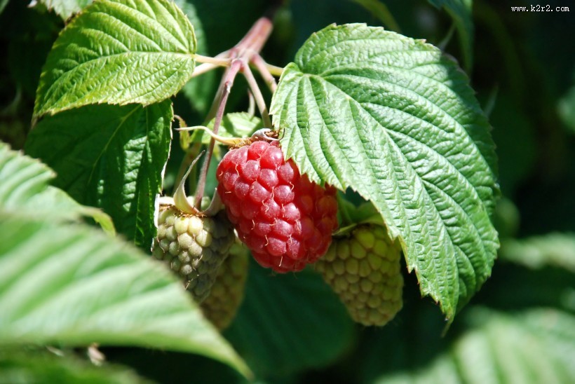 挂在枝头的树莓图片