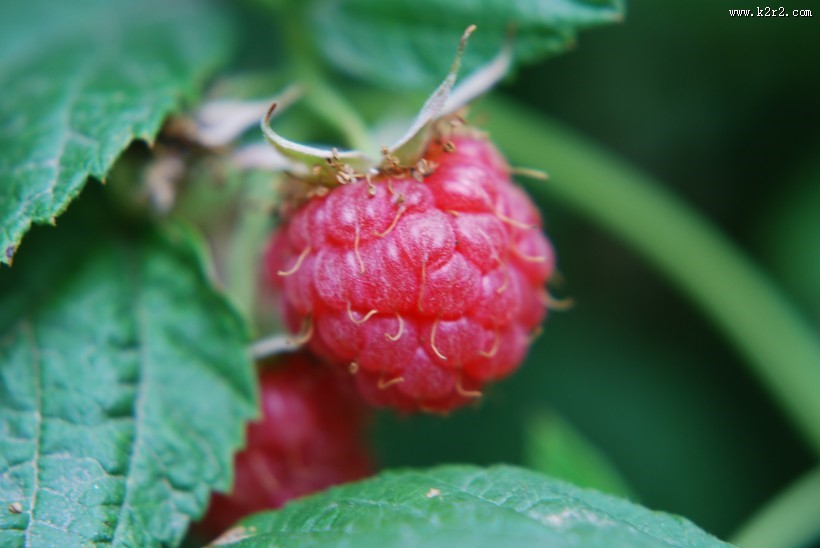 挂在枝头的树莓图片