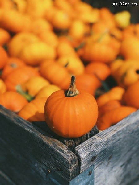 一堆南瓜高清图片