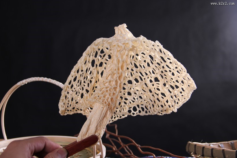 营养真菌竹荪图片