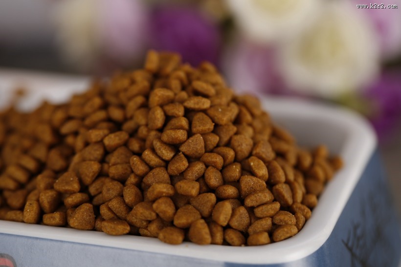 狗狗的美味食物狗粮图片大全
