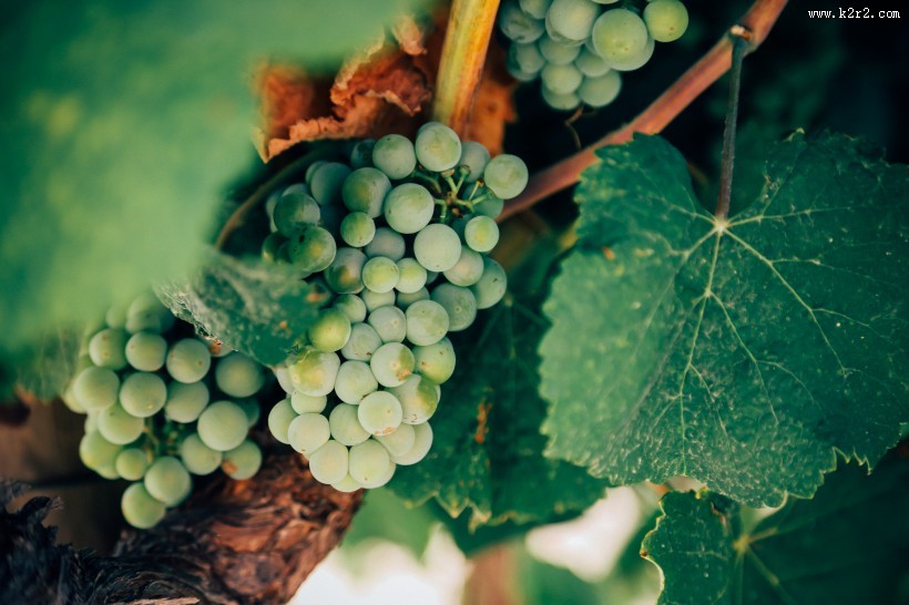 新鲜的青葡萄图片