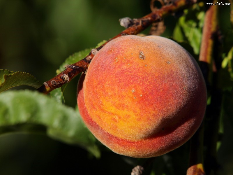 好吃的桃子图片