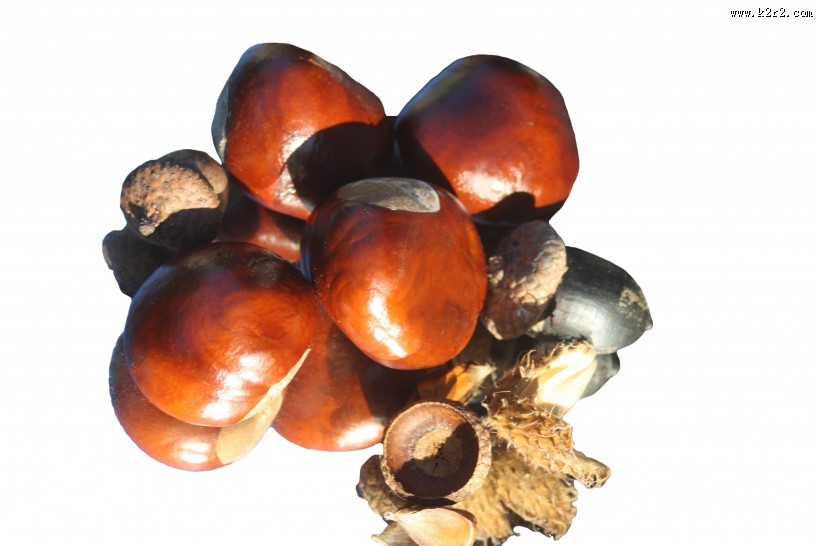 美味可口的板栗图片大全