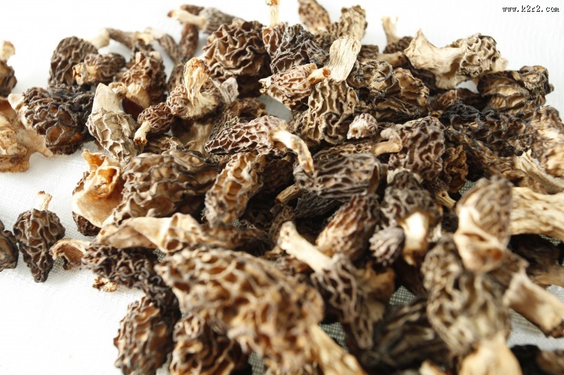 怪异珍贵的羊肚菌图片