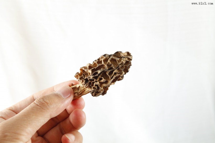 怪异珍贵的羊肚菌图片