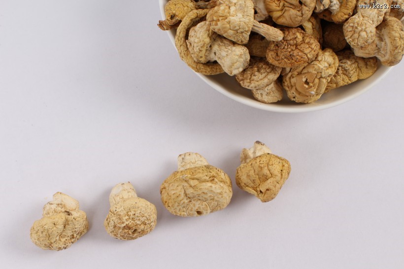 野生营养黄菇图片