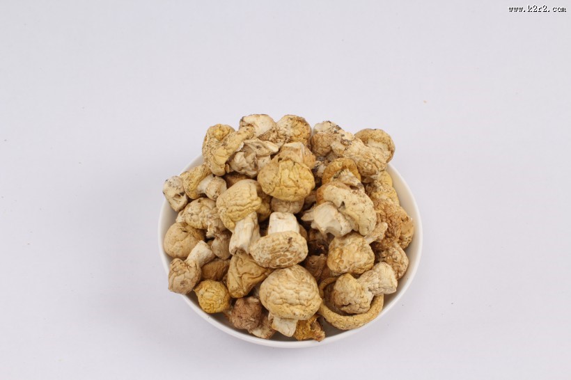 野生营养黄菇图片