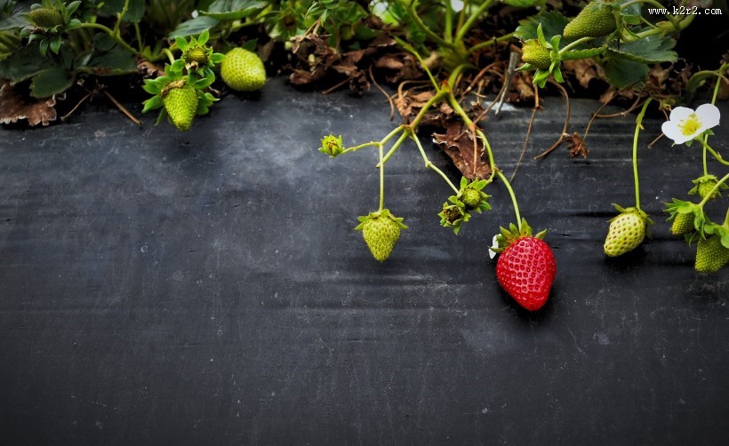 等待采摘的新鲜草莓图片大全