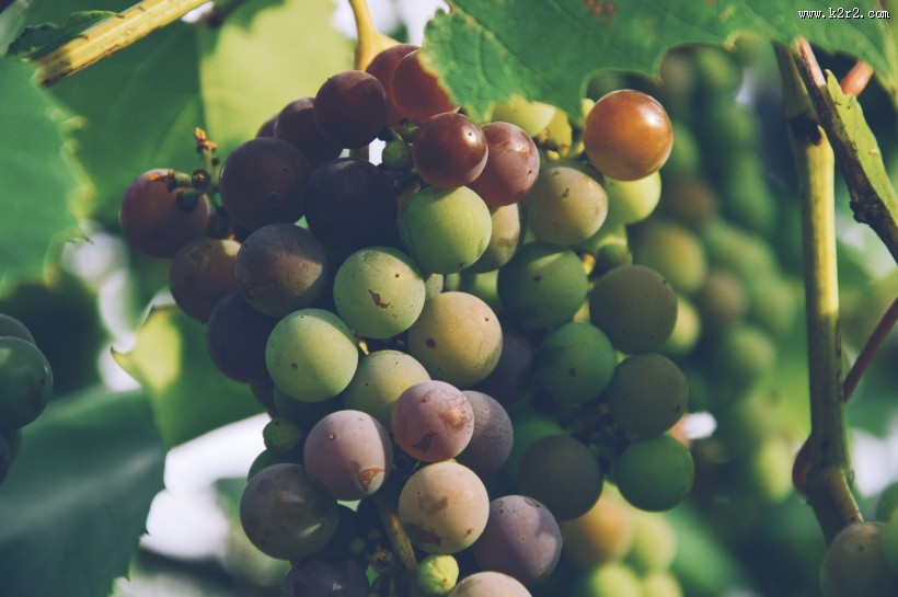 可口的葡萄图片大全