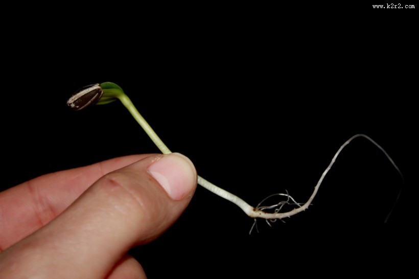 鲜嫩的豆芽图片