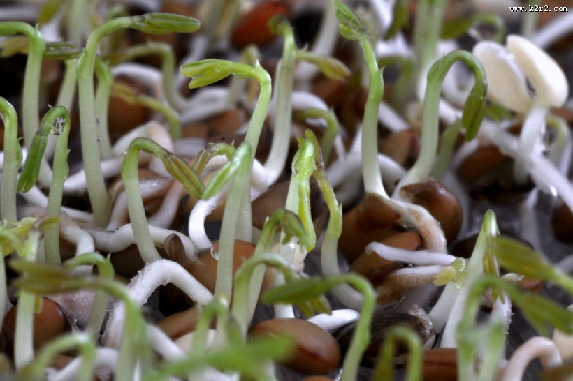 鲜嫩的豆芽图片