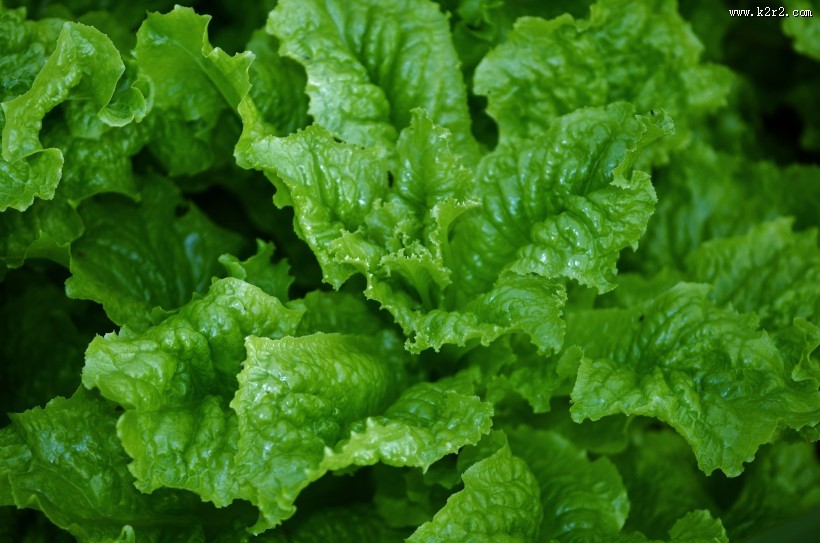 翠绿鲜嫩的生菜图片大全