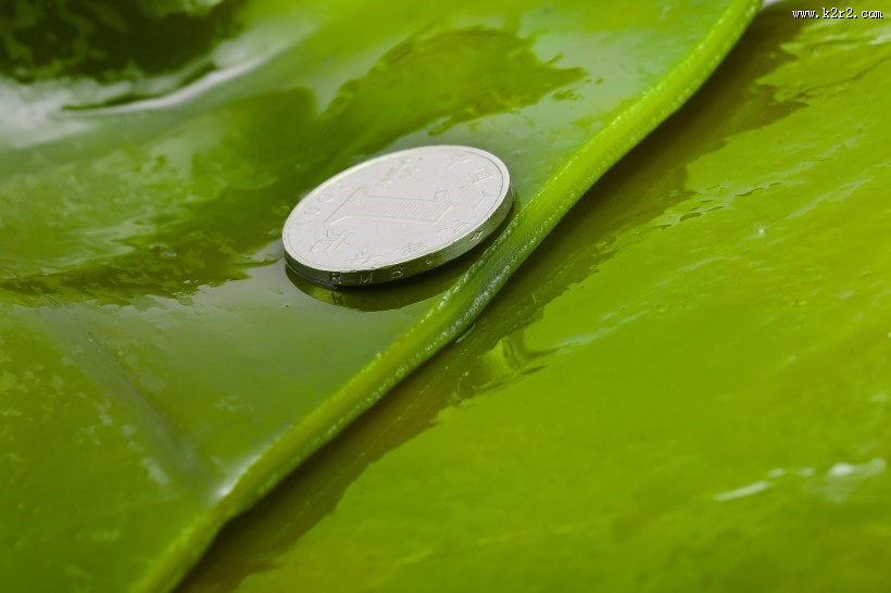 绿色鲜嫩的海带图片