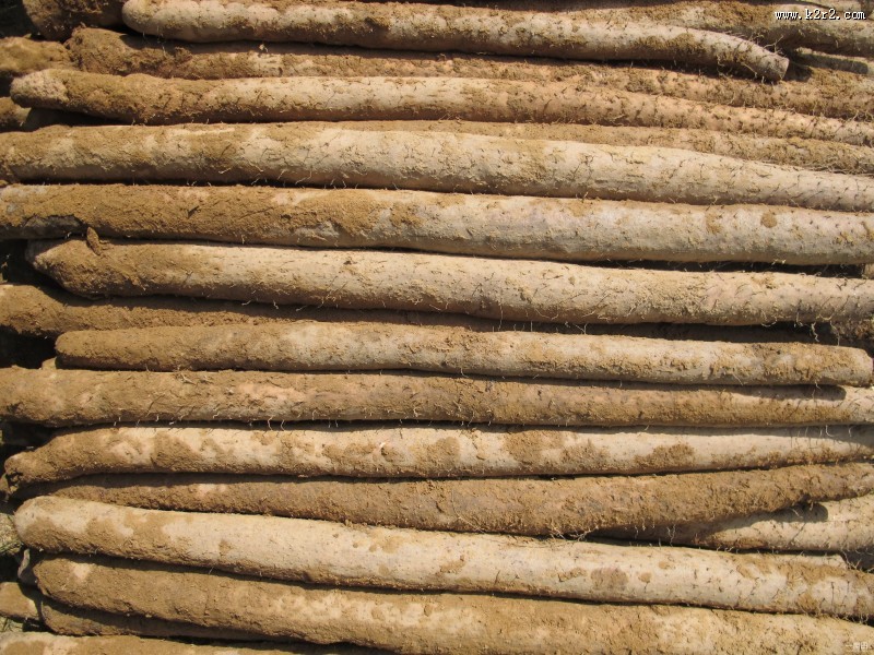 健康营养山药图片