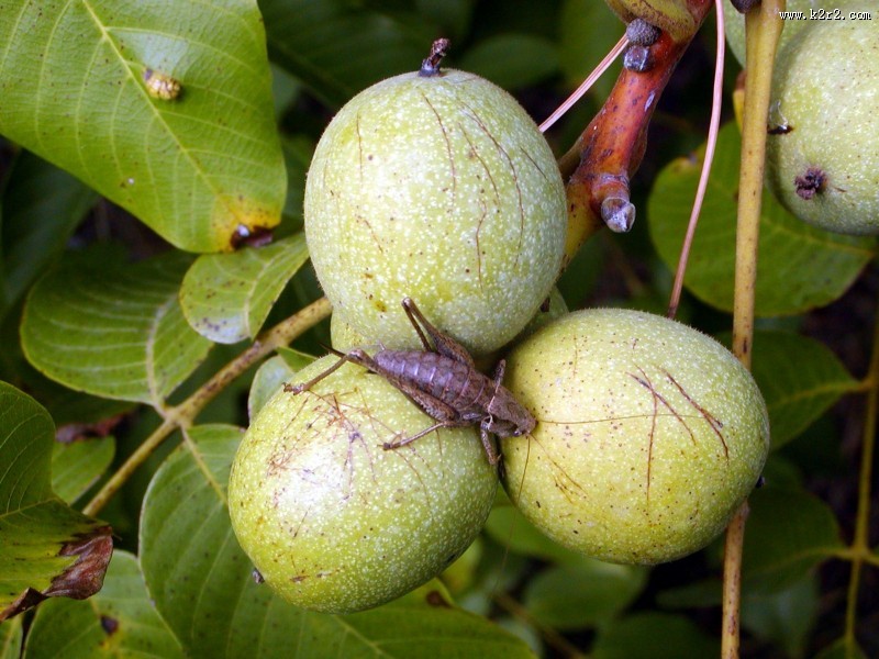 青色未成熟的核桃图片