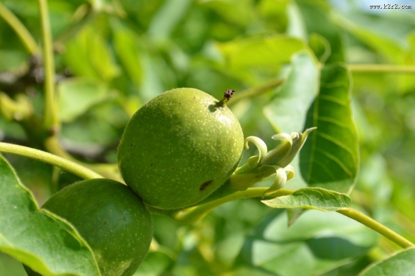青色未成熟的核桃图片