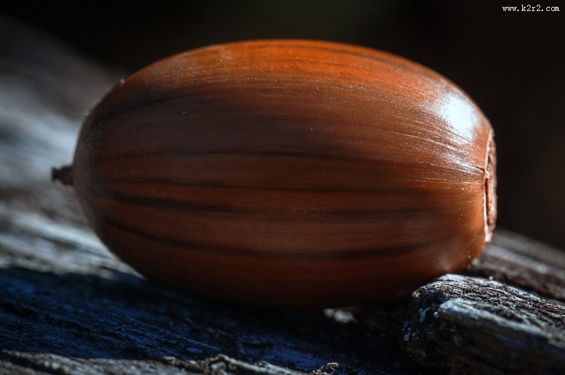 橡子坚果图片大全