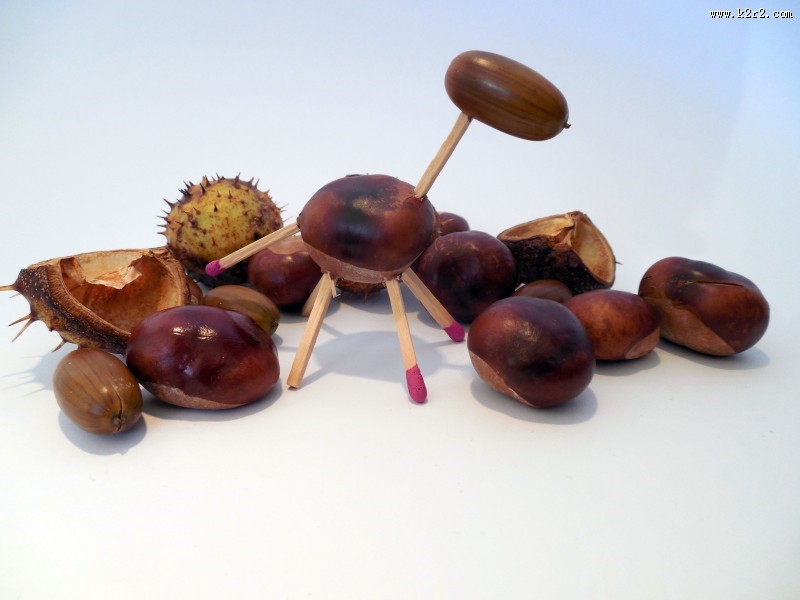 橡子坚果图片大全