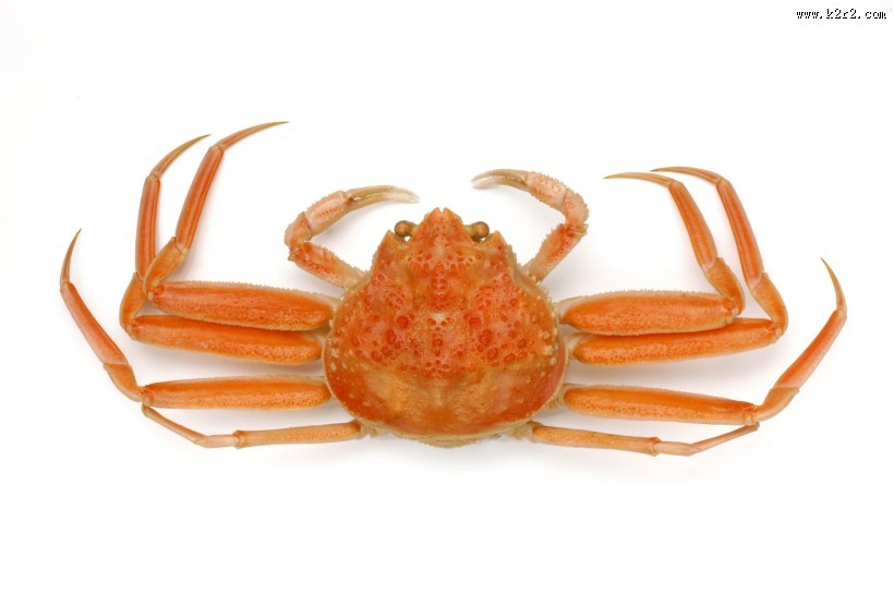 好吃的螃蟹图片