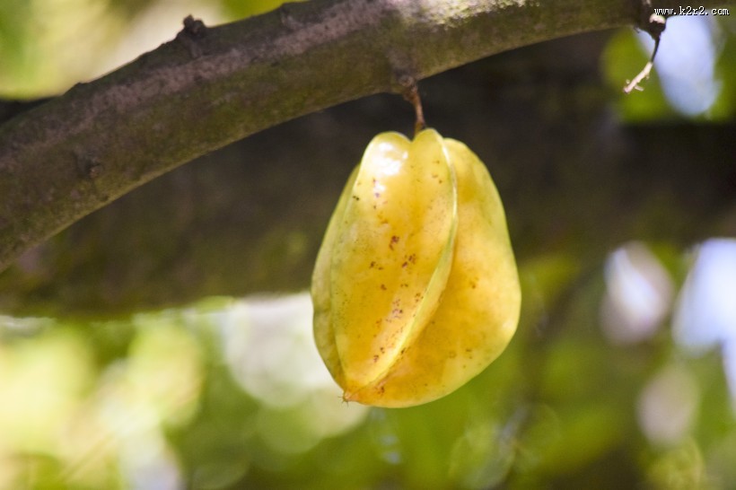 新鲜的杨桃图片