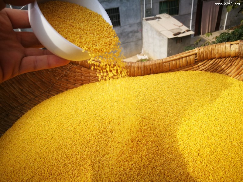 金色的农家小米图片