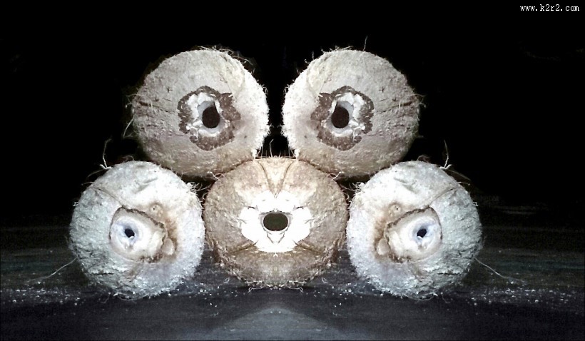 棕色的椰子图片