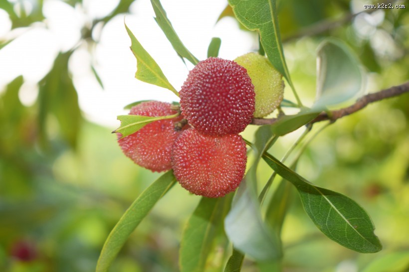 红色新鲜的杨梅图片