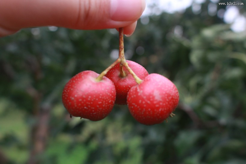 红色的山楂图片
