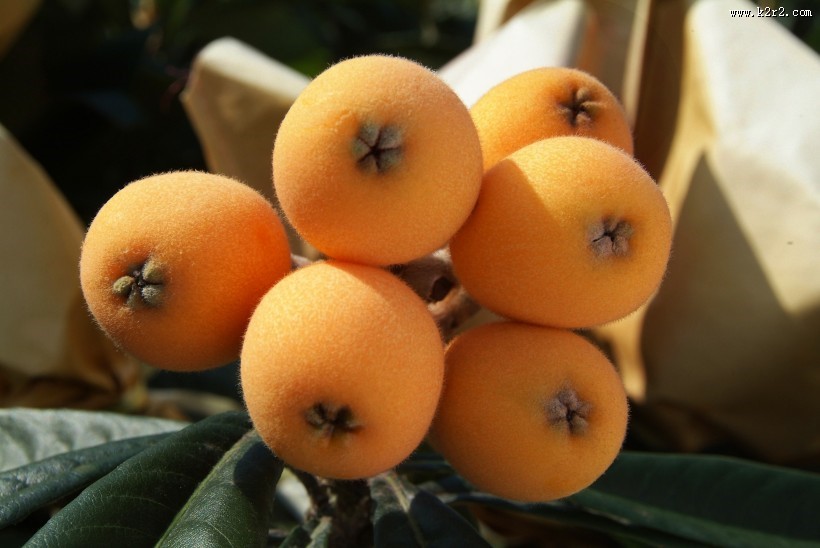 黄色的枇杷图片大全