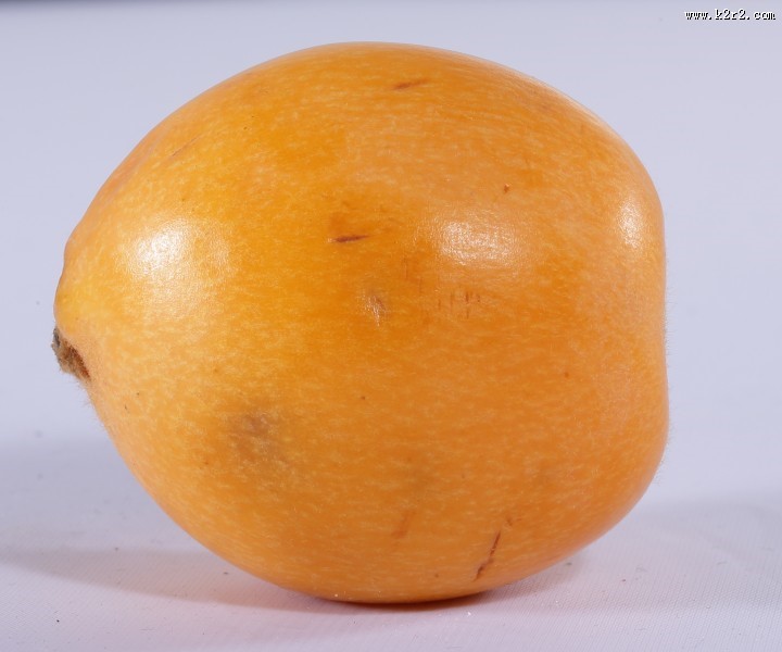 黄色的枇杷图片大全