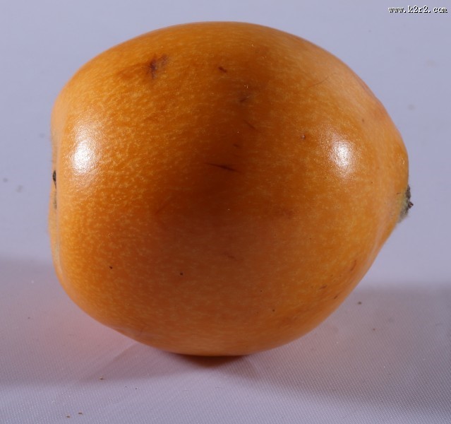 黄色的枇杷图片大全