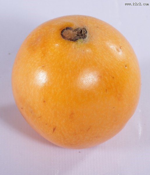 黄色的枇杷图片大全