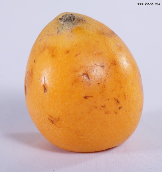 黄色的枇杷图片大全