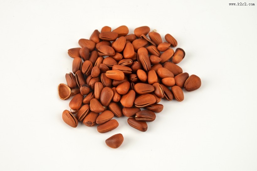 好吃的松子图片