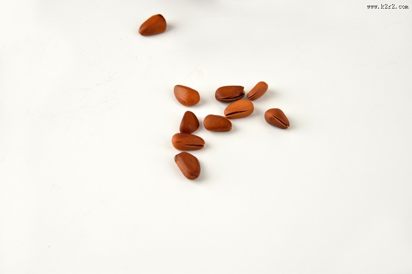 好吃的松子图片