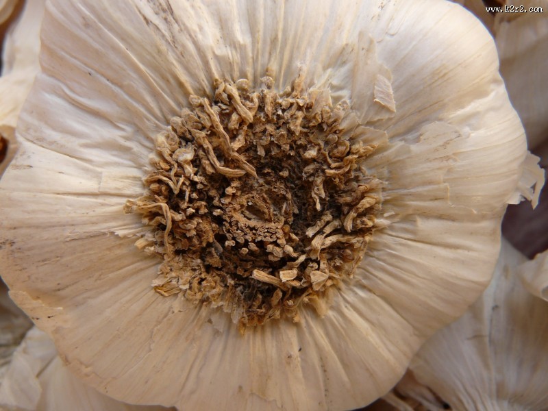 辛辣的大蒜图片大全