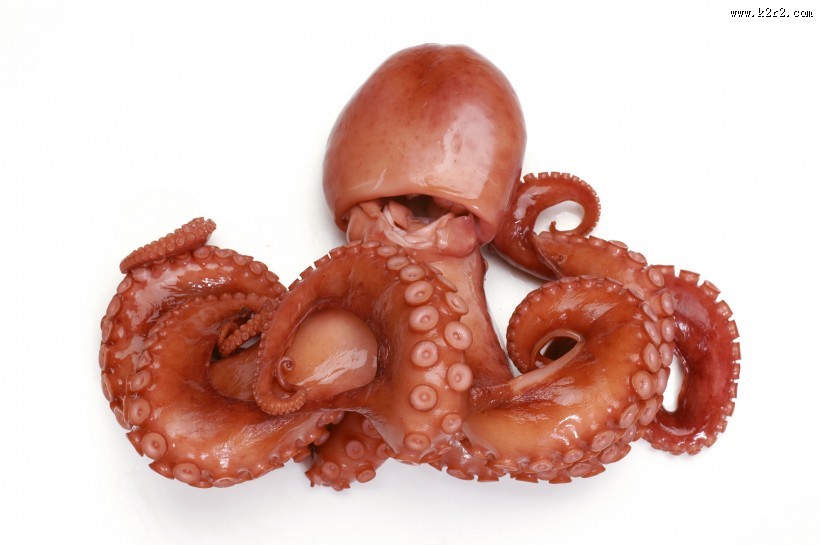 章鱼图片