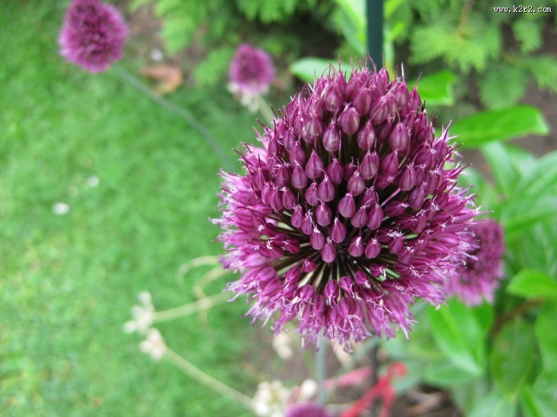 各种颜色的韭菜花图片