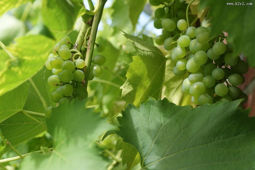 新鲜的绿葡萄图片