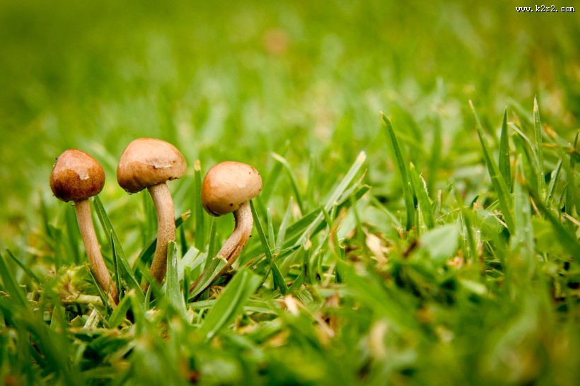 各种各样的蘑菇图片大全