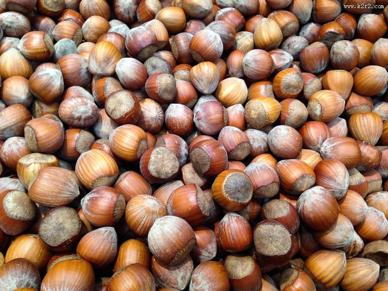 榛子高清图片