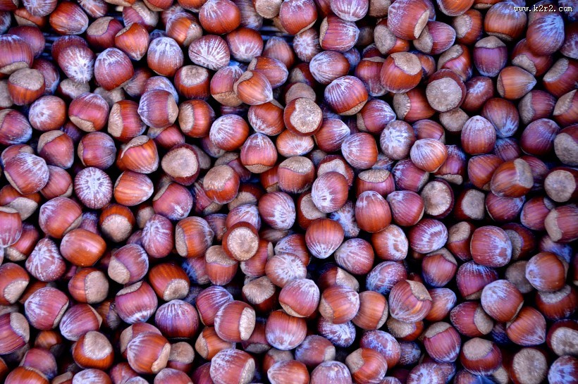 榛子高清图片