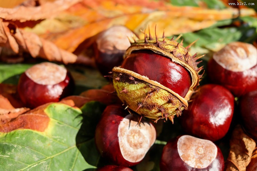 板栗高清图片