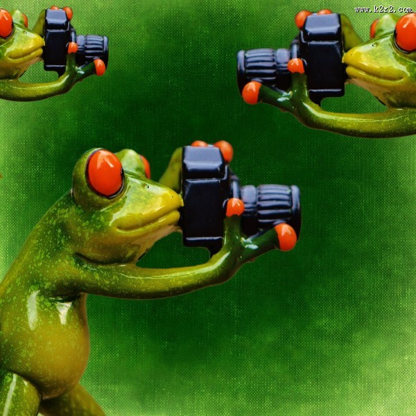 拿着相机拍照的青蛙玩具图片大全